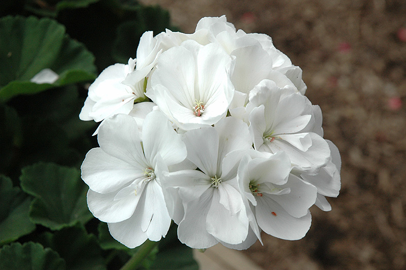 Tango White Geranium (Pelargonium 'Tango White') at Urban Roots Garden Market