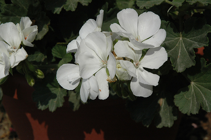 Savannah White Geranium (Pelargonium 'Savannah White') at Urban Roots Garden Market
