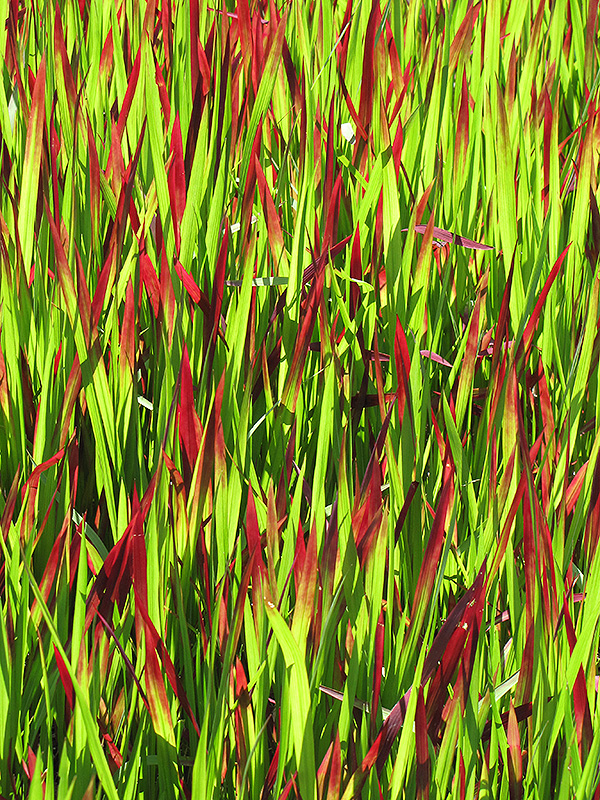 Red Baron Japanese Blood Grass (Imperata cylindrica 'Red Baron') at Urban Roots Garden Market