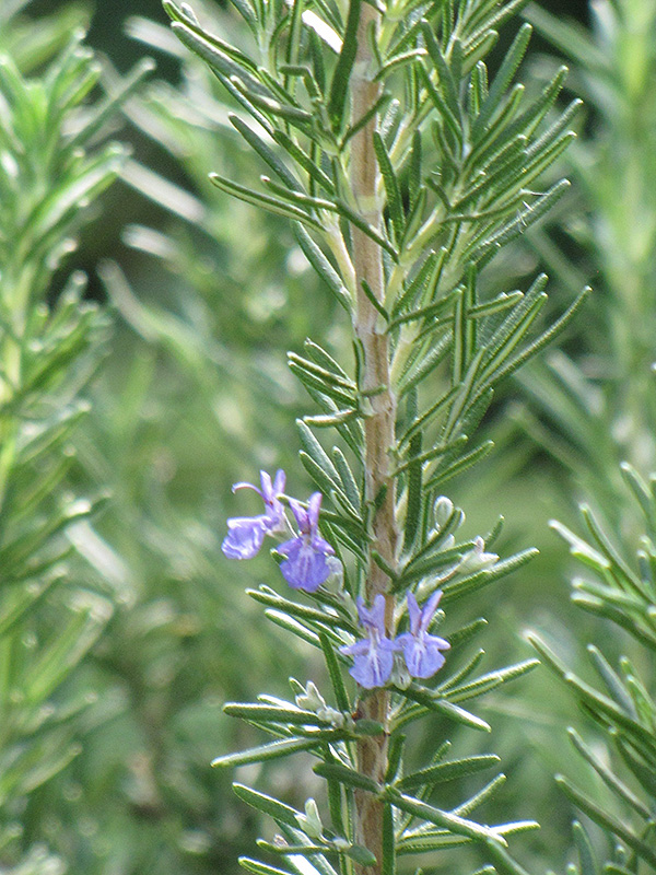 Tuscan Blue Rosemary (Rosmarinus officinalis 'Tuscan Blue') at Urban Roots Garden Market