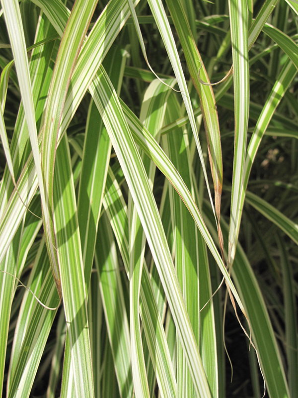 Morning Light Maiden Grass (Miscanthus sinensis 'Morning Light') at Urban Roots Garden Market