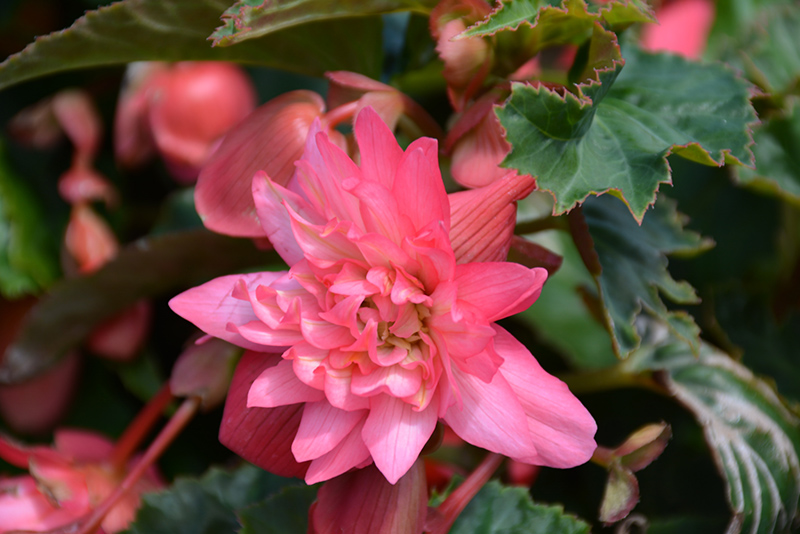Funky Pink Begonia (Begonia 'Funky Pink') at Urban Roots Garden Market