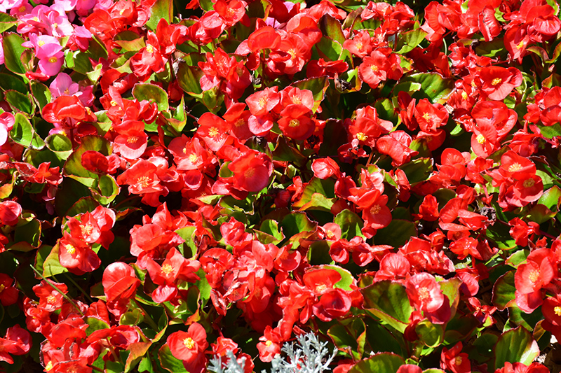 Sprint Plus Red Begonia (Begonia 'Sprint Plus Red') at Urban Roots Garden Market