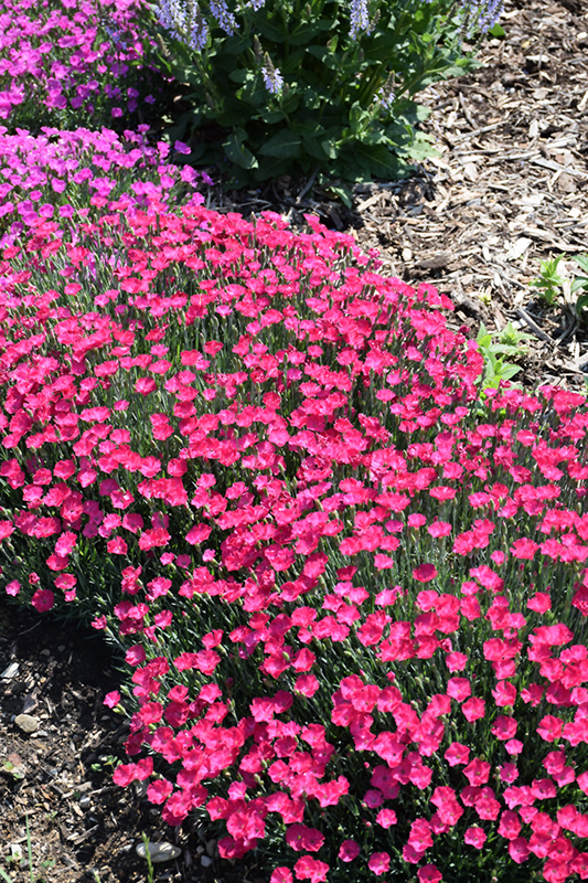 Paint The Town Magenta Pinks (Dianthus 'Paint The Town Magenta') at Urban Roots Garden Market