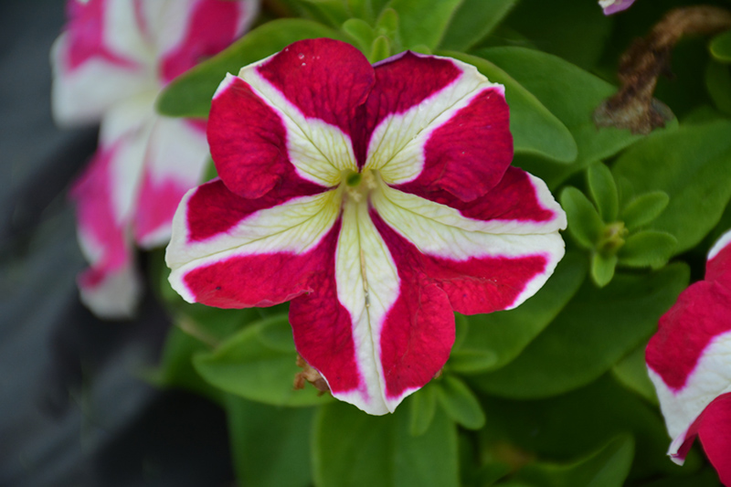 Success! HD Rose Star Petunia (Petunia 'Success! HD Rose Star') at Urban Roots Garden Market