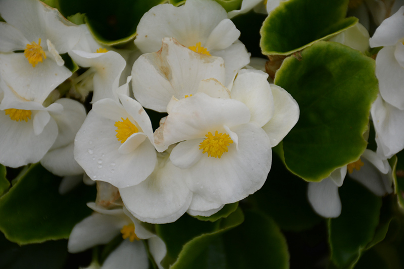 Sprint Plus White Begonia (Begonia 'Sprint Plus White') at Urban Roots Garden Market