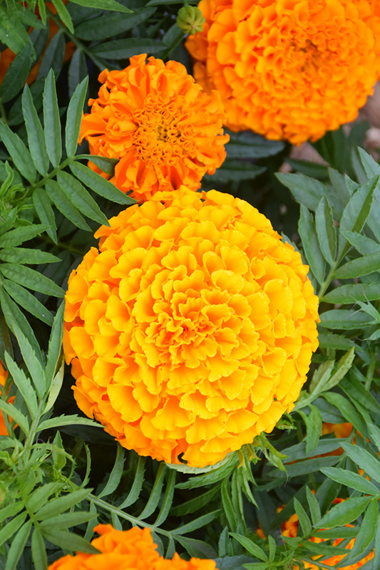 Taishan Orange Marigold (Tagetes erecta 'Taishan Orange') at Urban Roots Garden Market