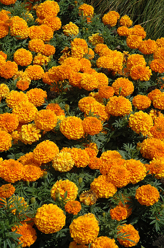 Taishan Orange Marigold (Tagetes erecta 'Taishan Orange') at Urban Roots Garden Market