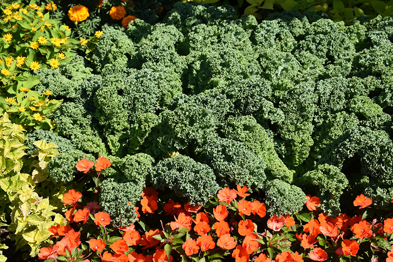 Prizm Kale (Brassica oleracea var. sabellica 'Prizm') at Urban Roots Garden Market