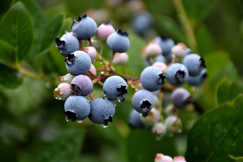 Bluecrop Blueberry (Vaccinium corymbosum 'Bluecrop') at Urban Roots Garden Market