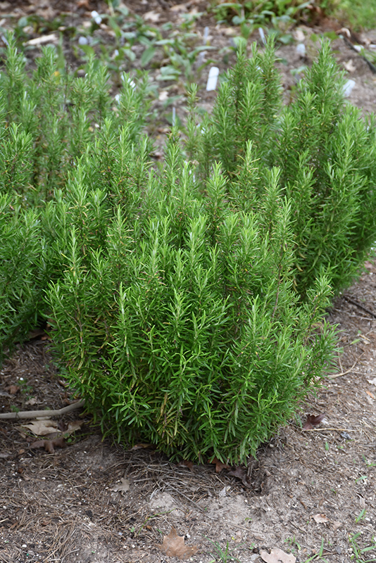 Barbeque Rosemary (Rosmarinus officinalis 'Barbeque') at Urban Roots Garden Market