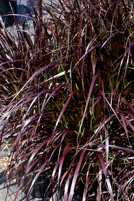 Purple Fountain Grass (Pennisetum setaceum 'Rubrum') at Urban Roots Garden Market