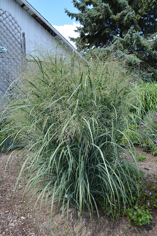 Northwind Switch Grass (Panicum virgatum 'Northwind') at Urban Roots Garden Market