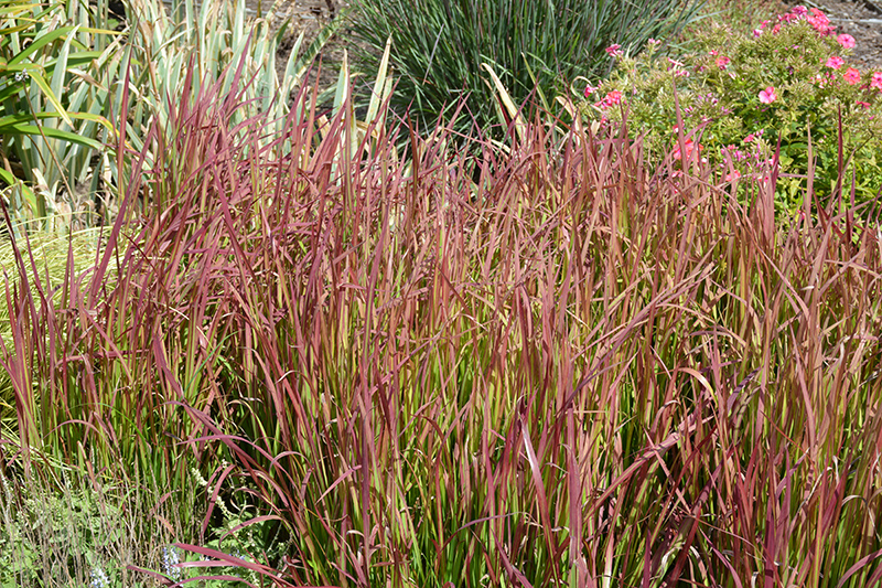Red Baron Japanese Blood Grass (Imperata cylindrica 'Red Baron') at Urban Roots Garden Market