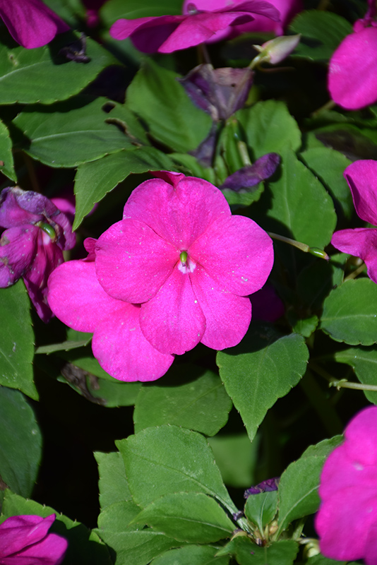 Beacon Violet Shades Impatiens (Impatiens walleriana 'PAS1357834') at Urban Roots Garden Market