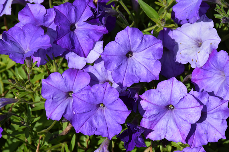 Easy Wave Lavender Sky Blue Petunia (Petunia 'Easy Wave Lavender Sky Blue') at Urban Roots Garden Market