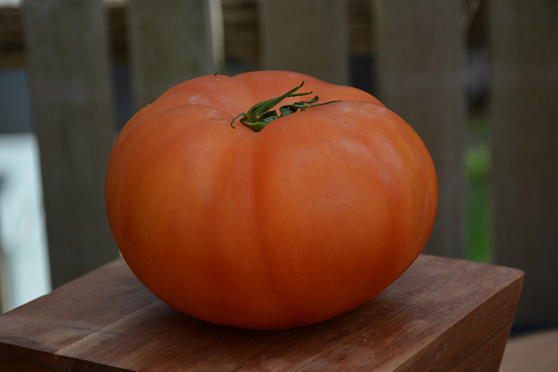 Beefmaster Tomato (Solanum lycopersicum 'Beefmaster') at Urban Roots Garden Market