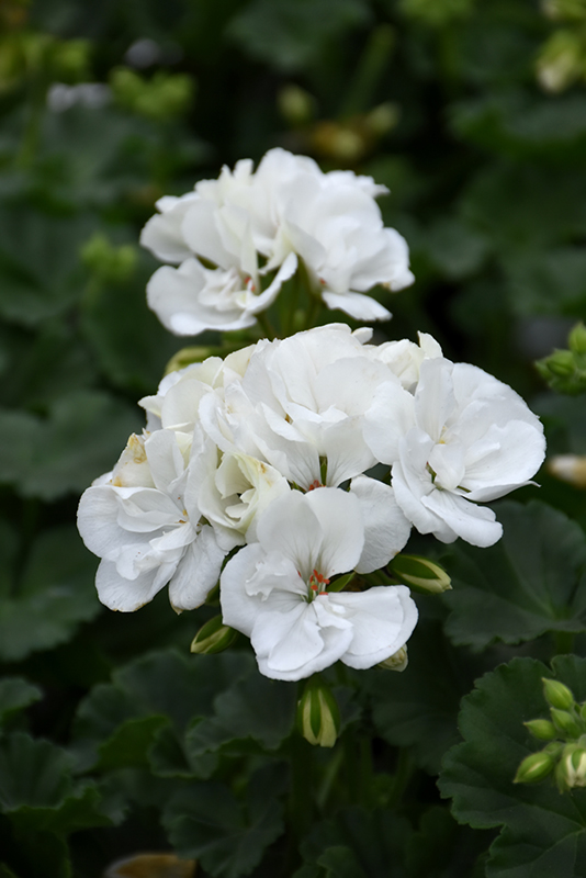 Fantasia White Geranium (Pelargonium 'Fantasia White') at Urban Roots Garden Market